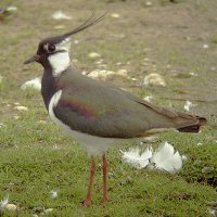 Lapwing